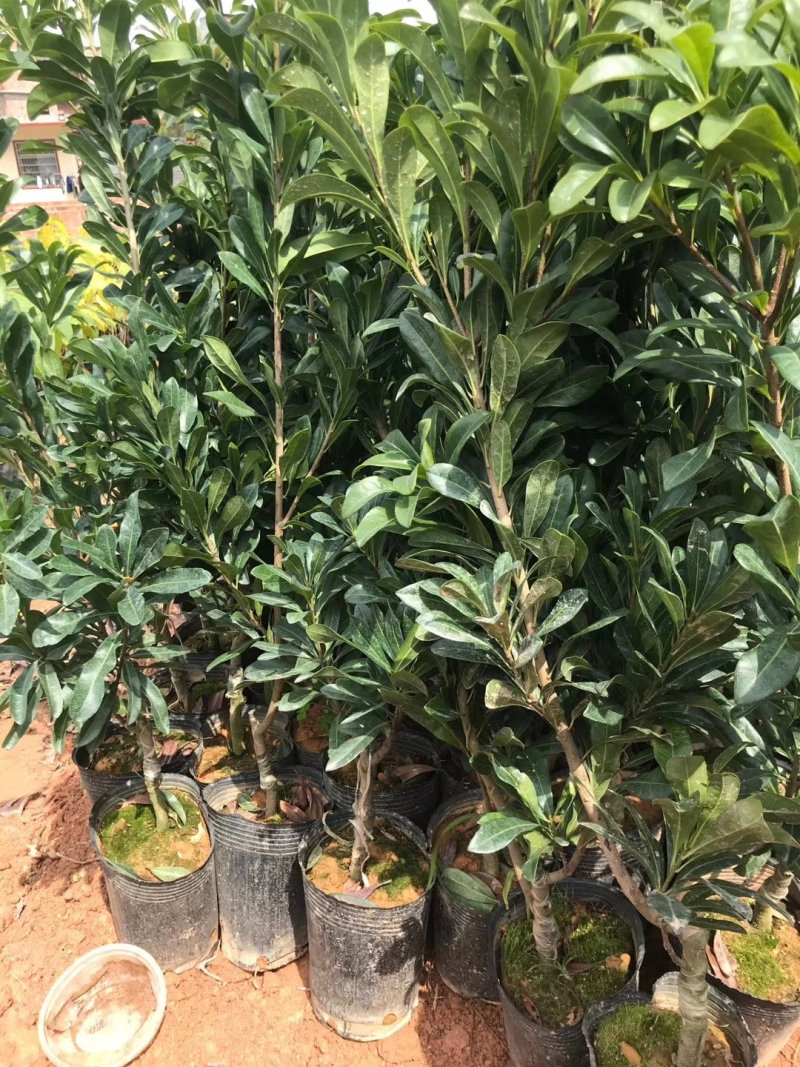 东魁杨梅苗树莓苗白梅苗嫁接苗提供种植管理技术