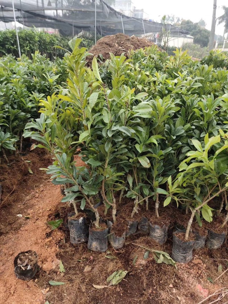 东魁杨梅苗树莓苗白梅苗嫁接苗提供种植管理技术
