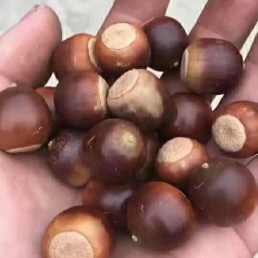 橡子，栓皮栎种子，橡树种子，麻皮栎种子青冈栎种子
