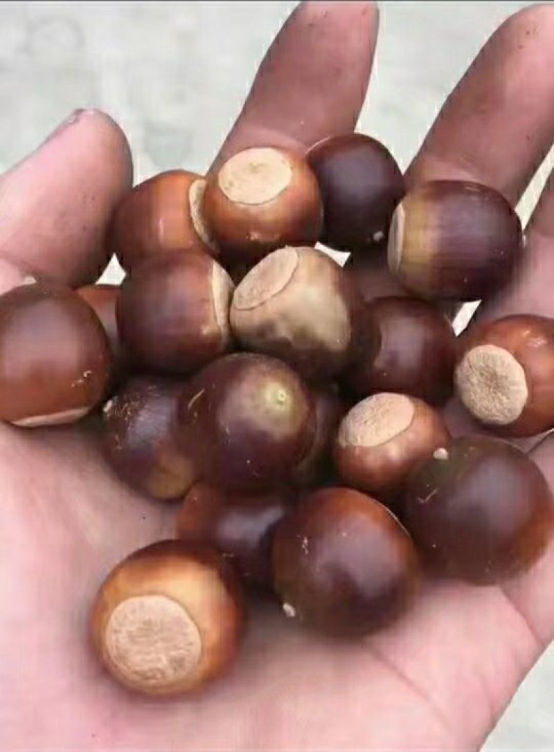 橡子，栓皮栎种子，橡树种子，麻皮栎种子青冈栎种子
