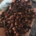丁香正宗公丁香食药两用泡水亦可做调味料一公斤起