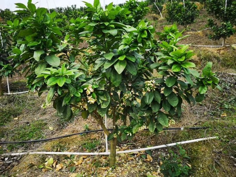 红宝石葡萄柚苗提供种植管理技术
