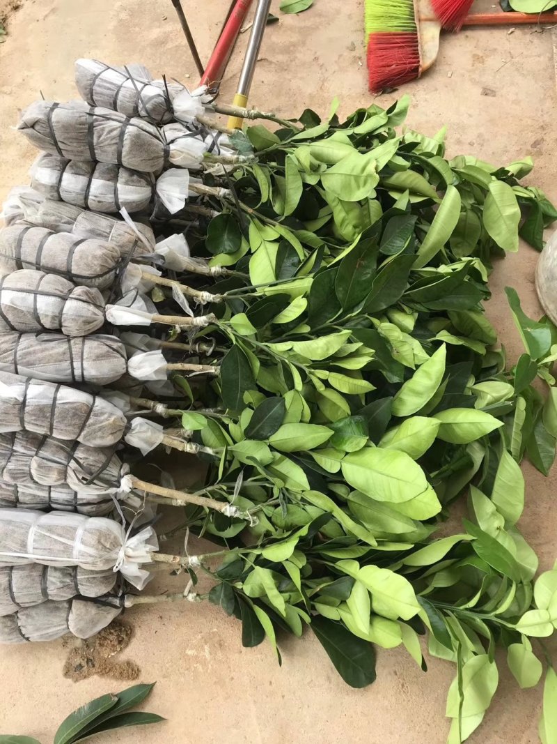 红宝石葡萄柚苗提供种植管理技术