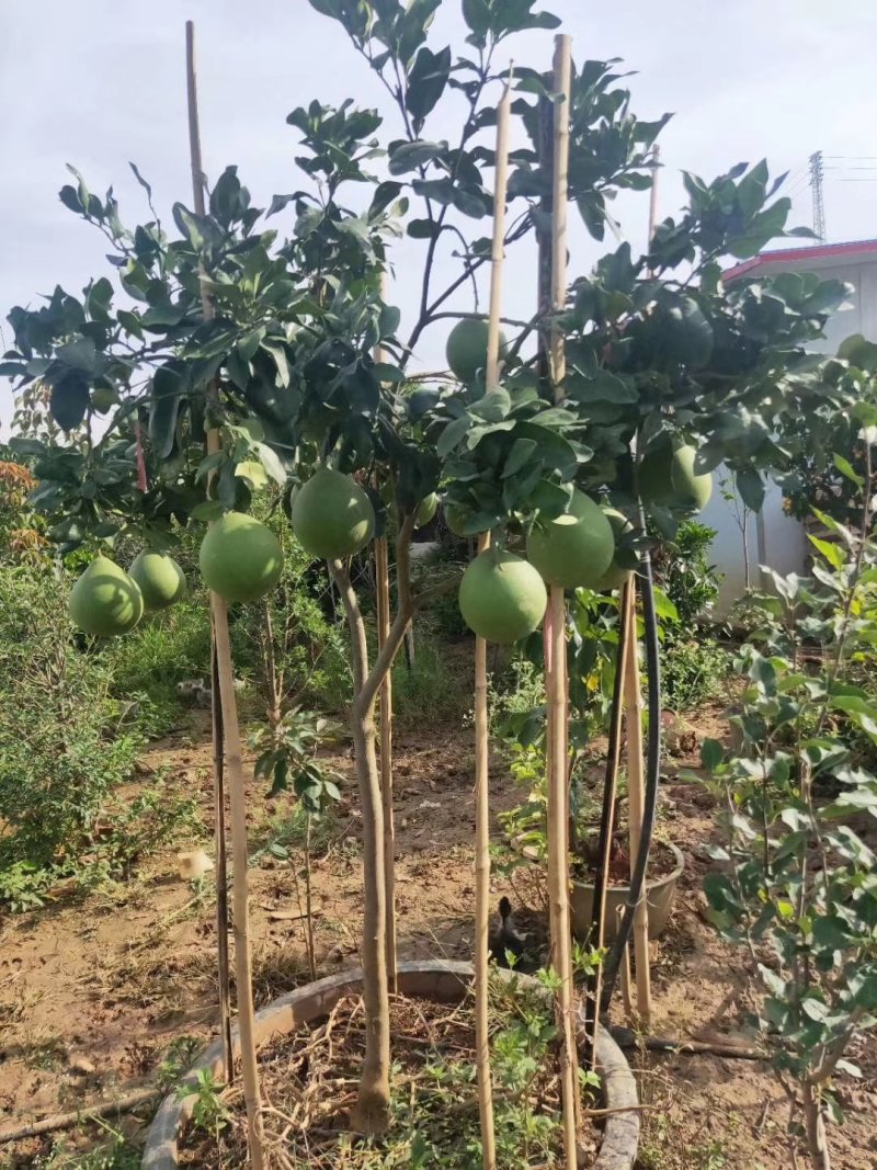 红宝石葡萄柚苗提供种植管理技术