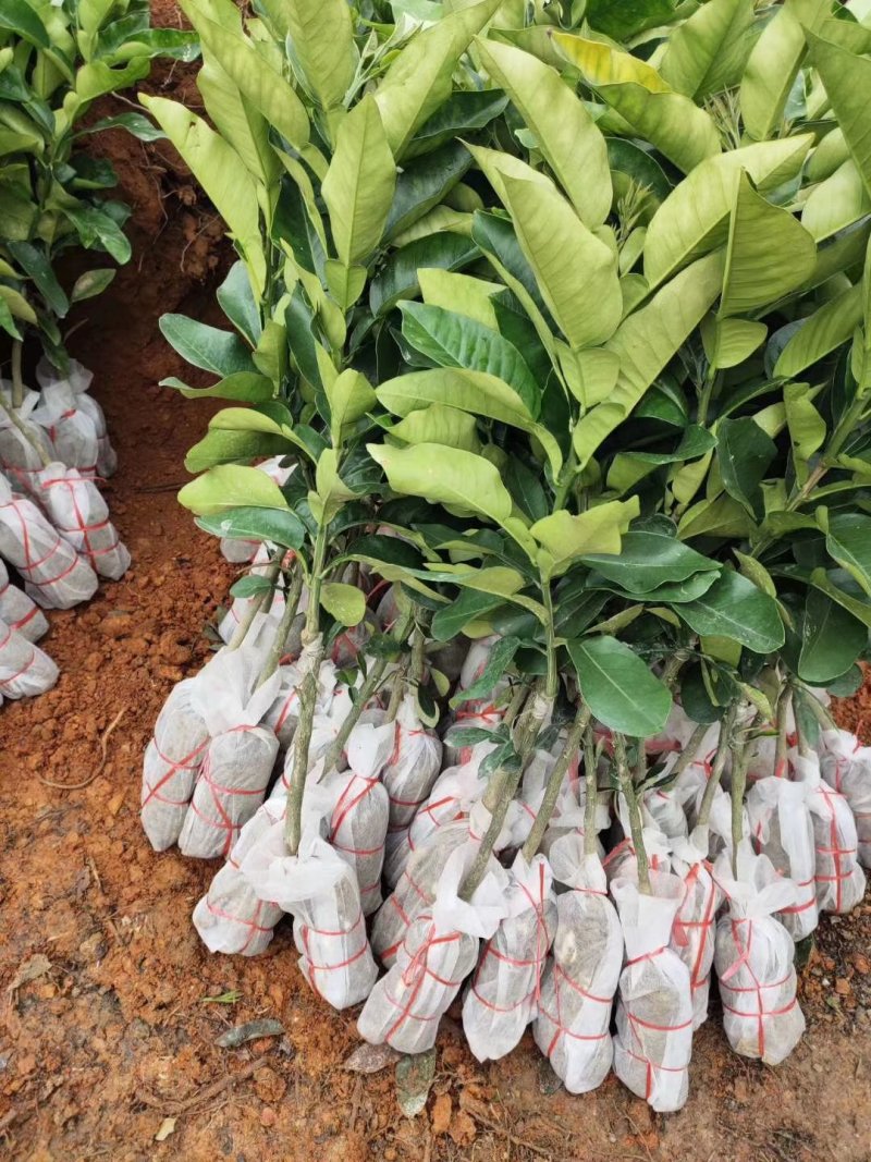 红宝石葡萄柚苗提供种植管理技术