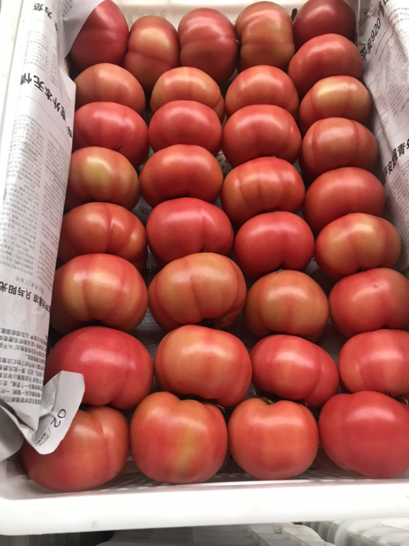 番茄🍅