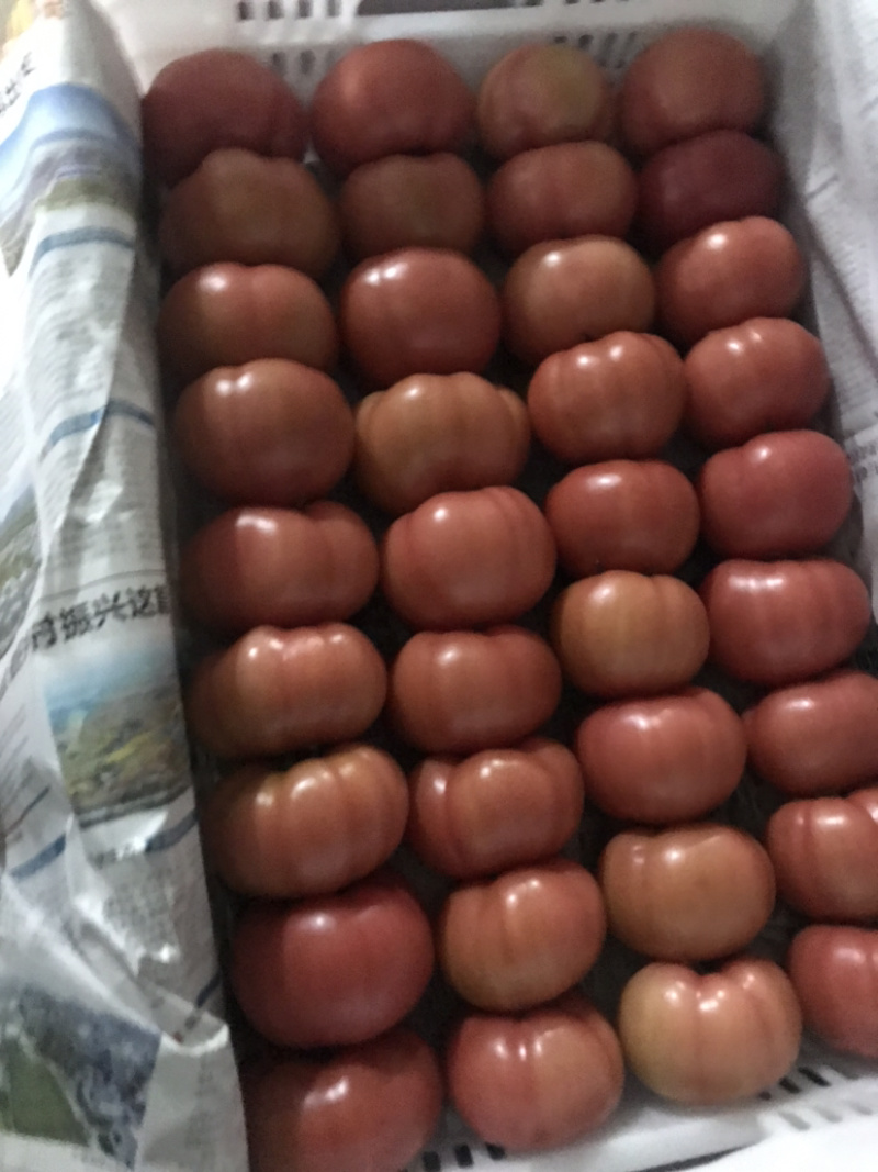 番茄🍅