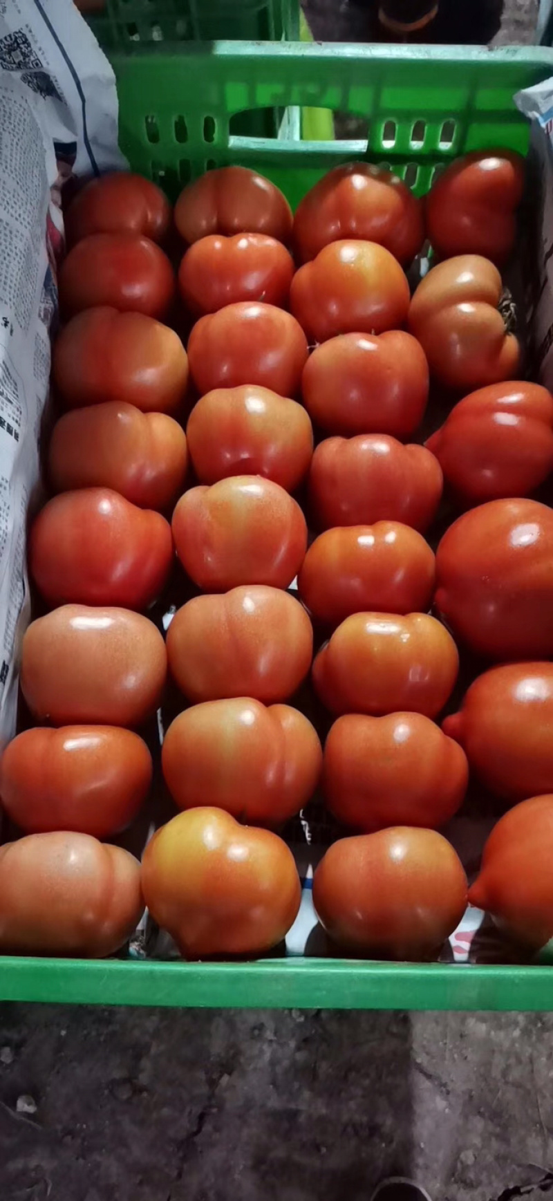 番茄🍅