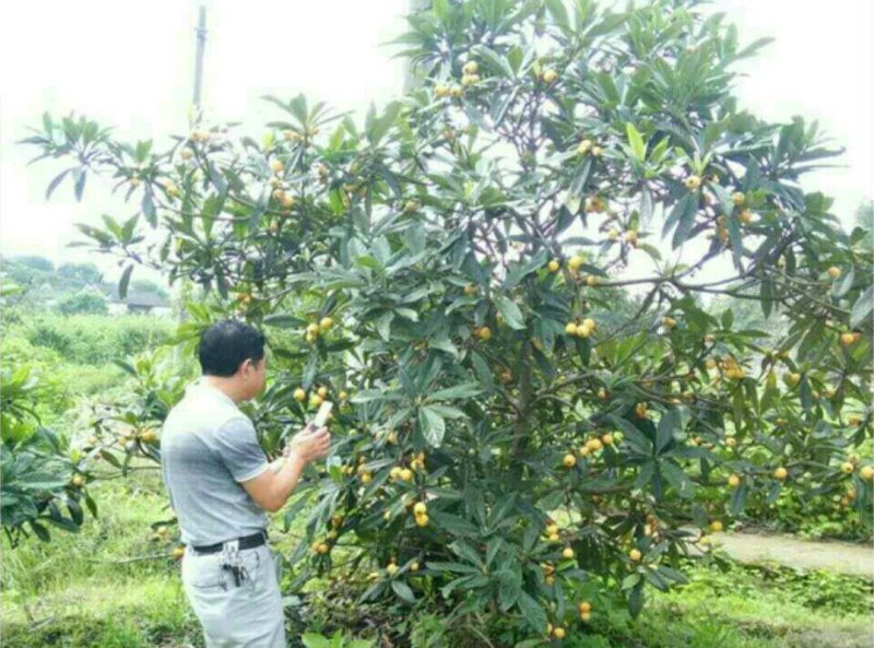 供应兰溪穆坞一级白玉枇杷