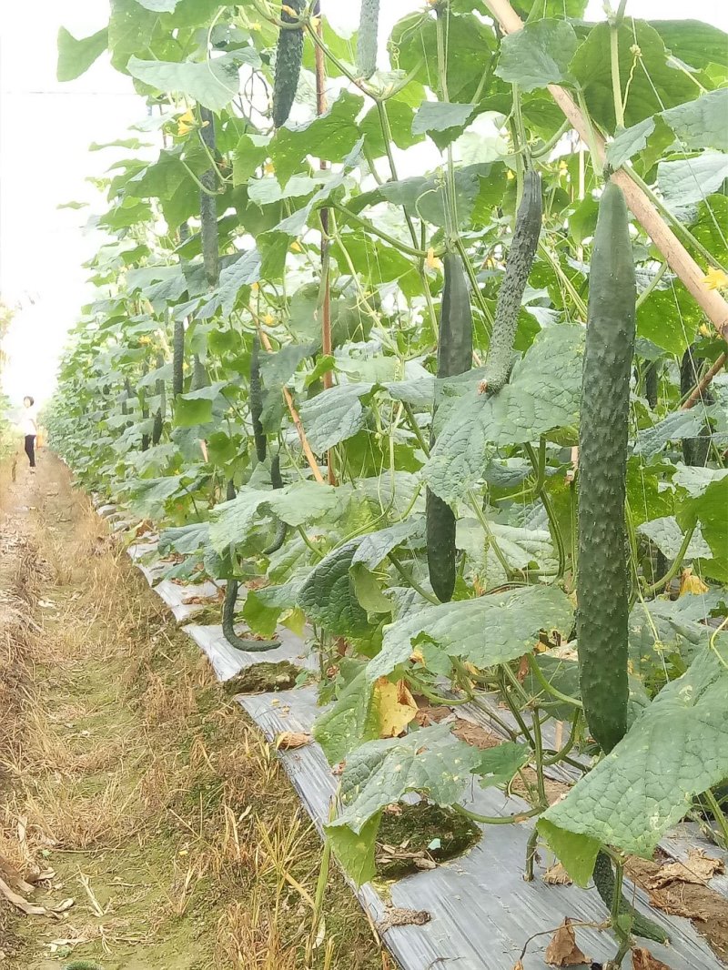 【推荐】黄瓜苗：青瓜苗：水果吊瓜苗苗场直发对接全国