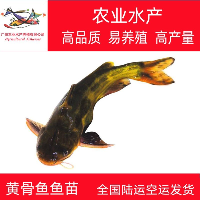 黄骨鱼苗黄颡鱼苗黄辣丁鱼苗渔场鱼塘养殖黄骨鱼