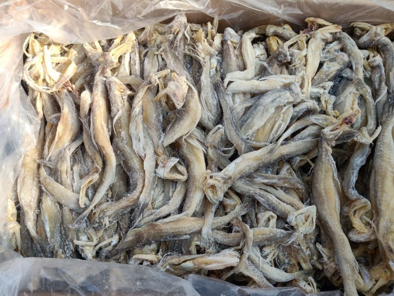 龙头鱼一款微咸鱼，干度好泡水之后怎么都好吃