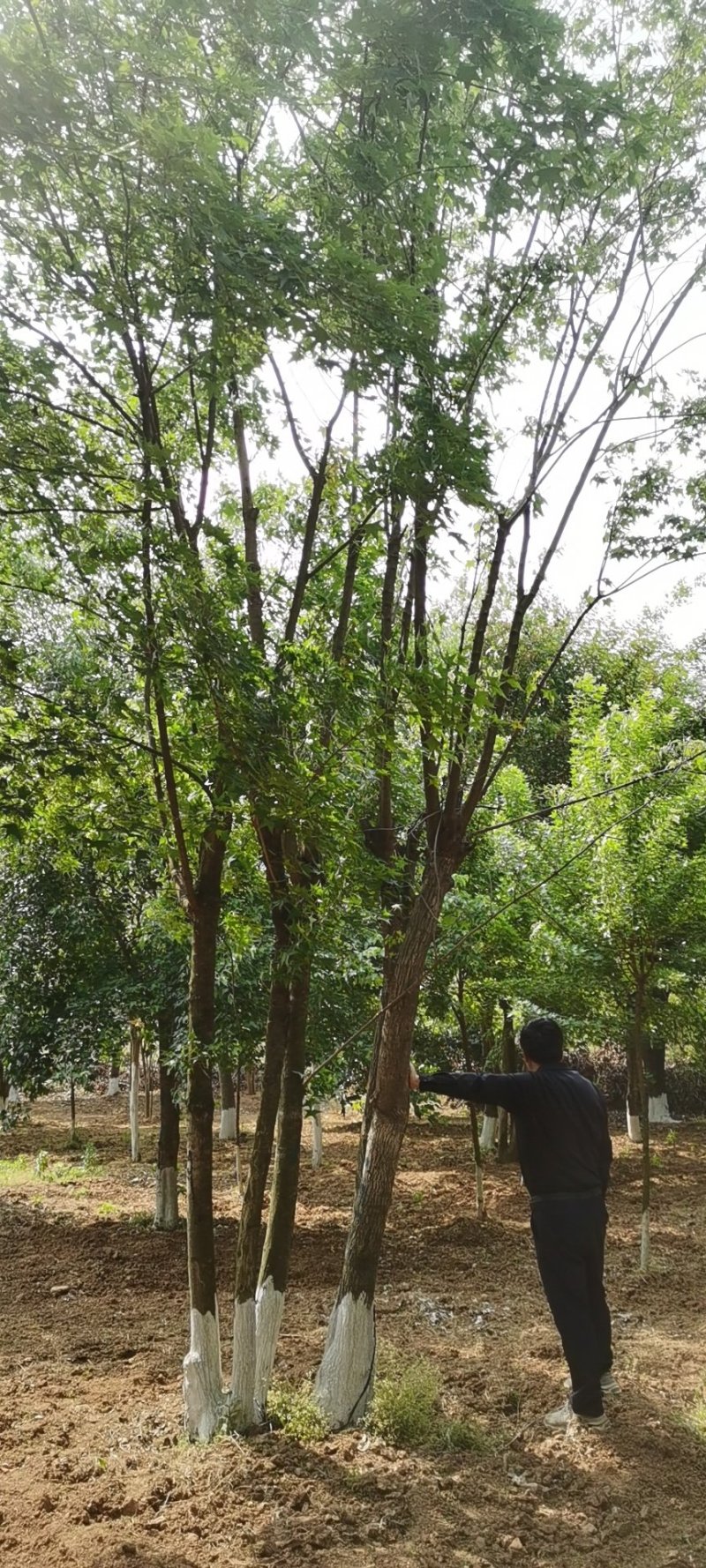 丛生五角枫，苗圃移植各种规格