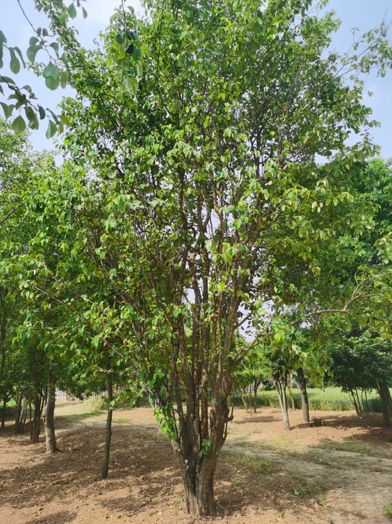 丛生五角枫，苗圃移植各种规格