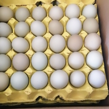 绿壳鸡蛋