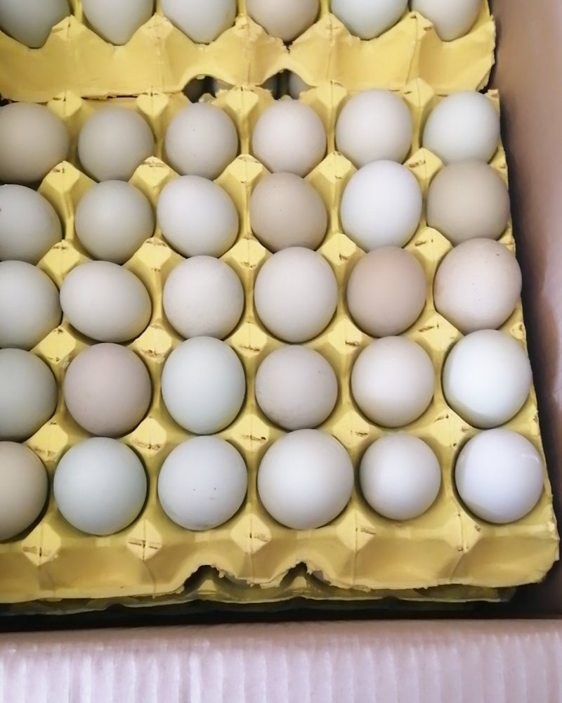 绿壳鸡蛋