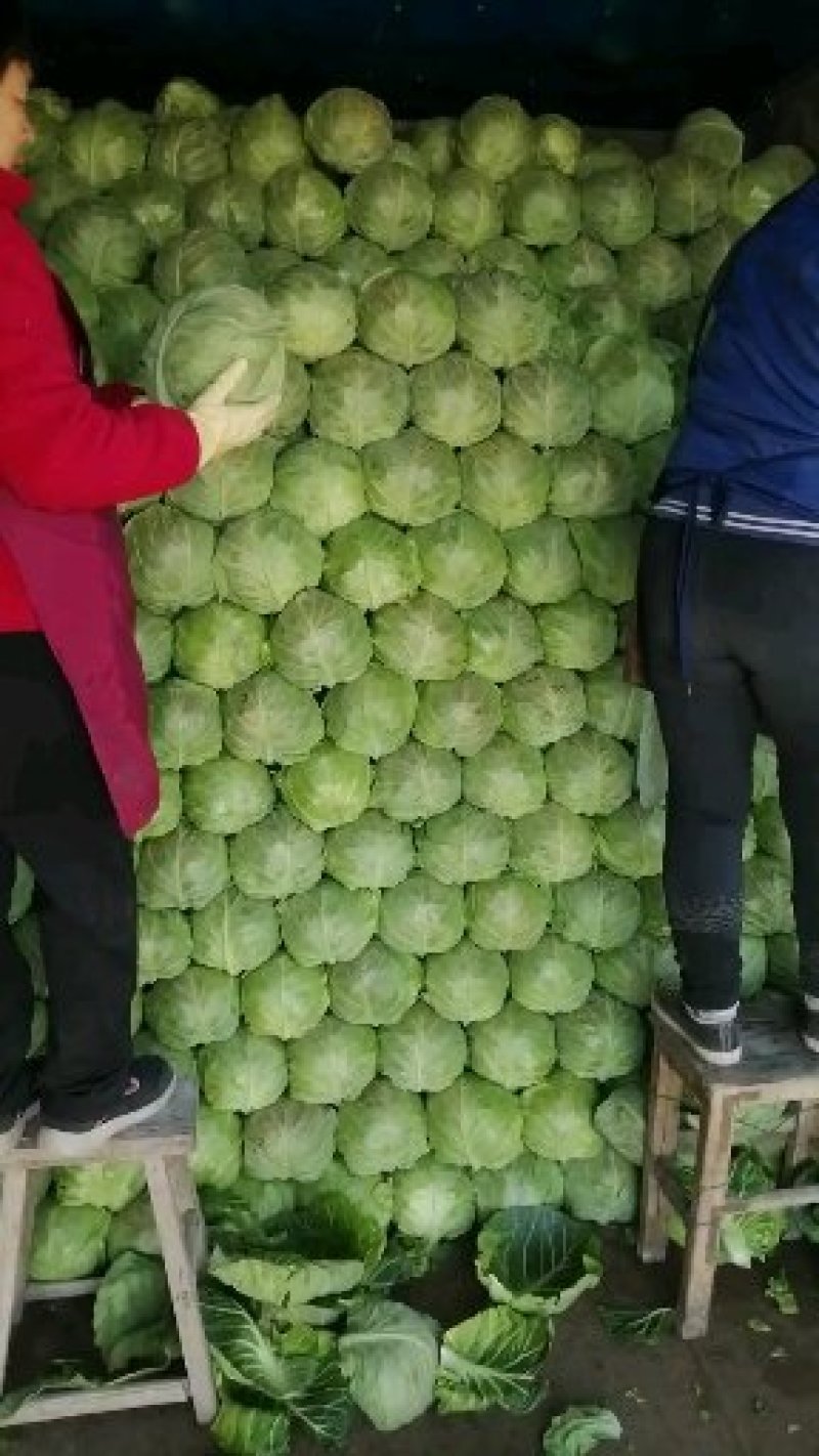 甘蓝