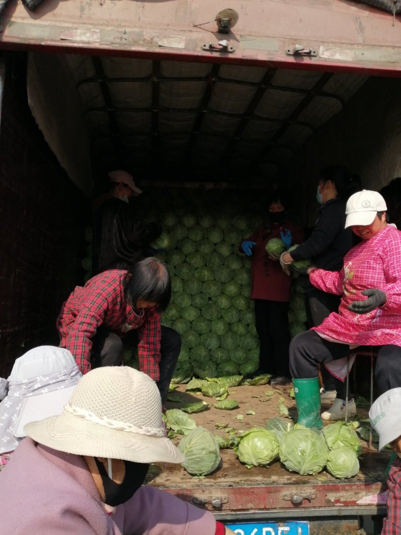 甘蓝