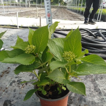 双色杯绣球花，绣球种植基地，基地直销，可视频看货
