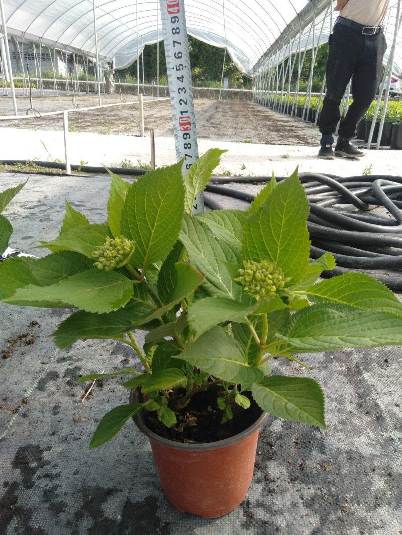 双色杯绣球花，绣球种植基地，基地直销，可视频看货