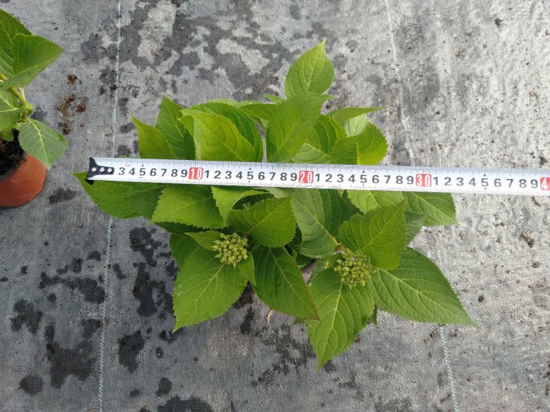 双色杯绣球花，绣球种植基地，基地直销，可视频看货