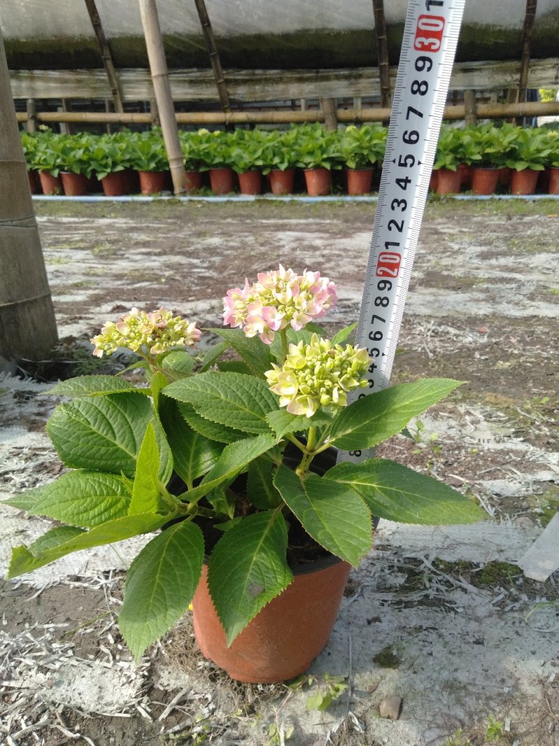 双色杯绣球花，绣球种植基地，基地直销，可视频看货