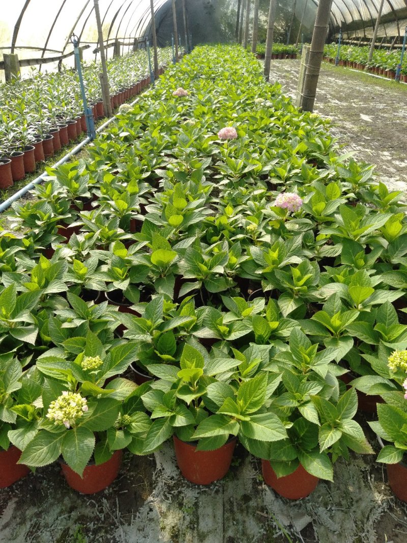 双色杯绣球花，绣球种植基地，基地直销，可视频看货