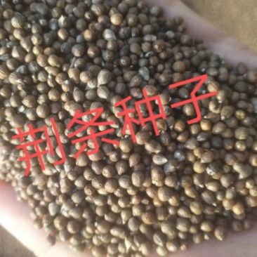 产地荆条种子河北荆条种子直销