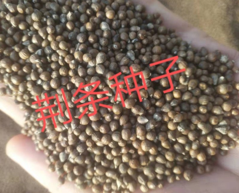 产地荆条种子河北荆条种子直销