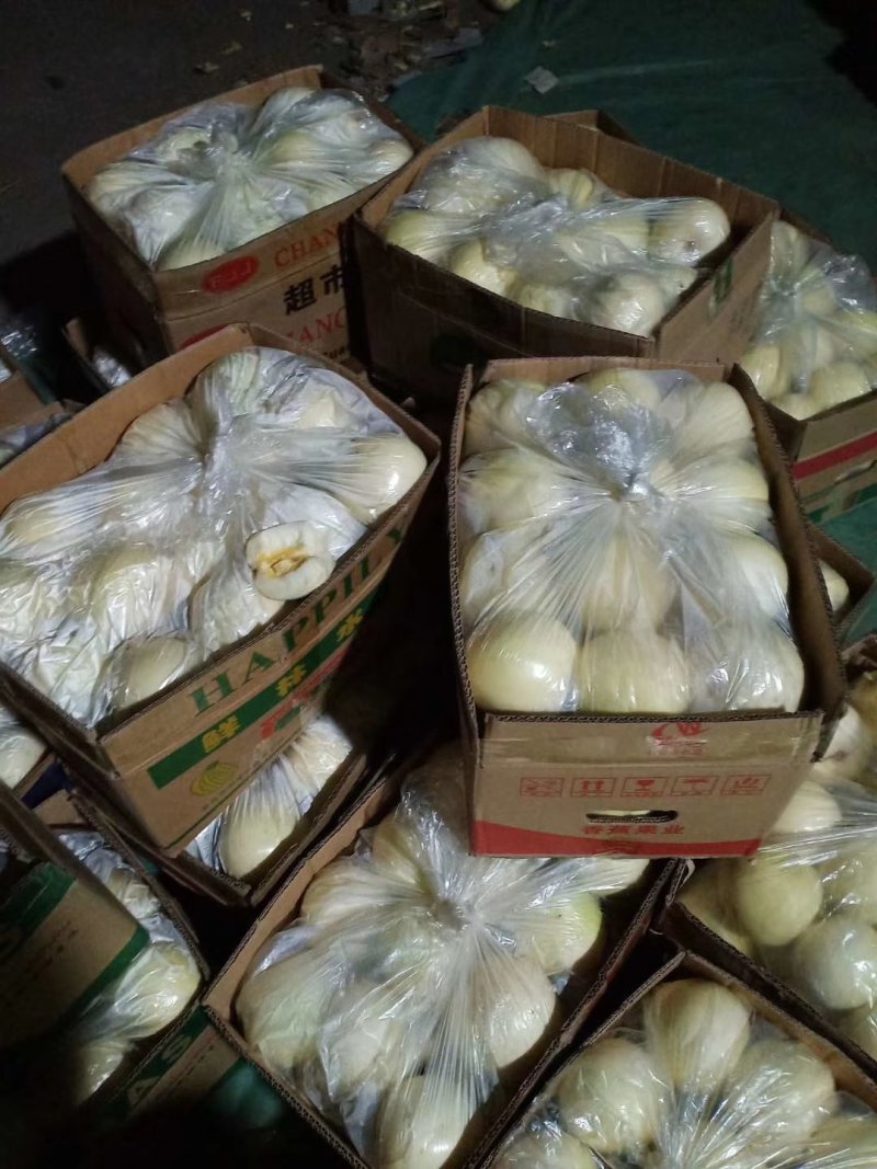 优质白皮红肉甜瓜产地直发