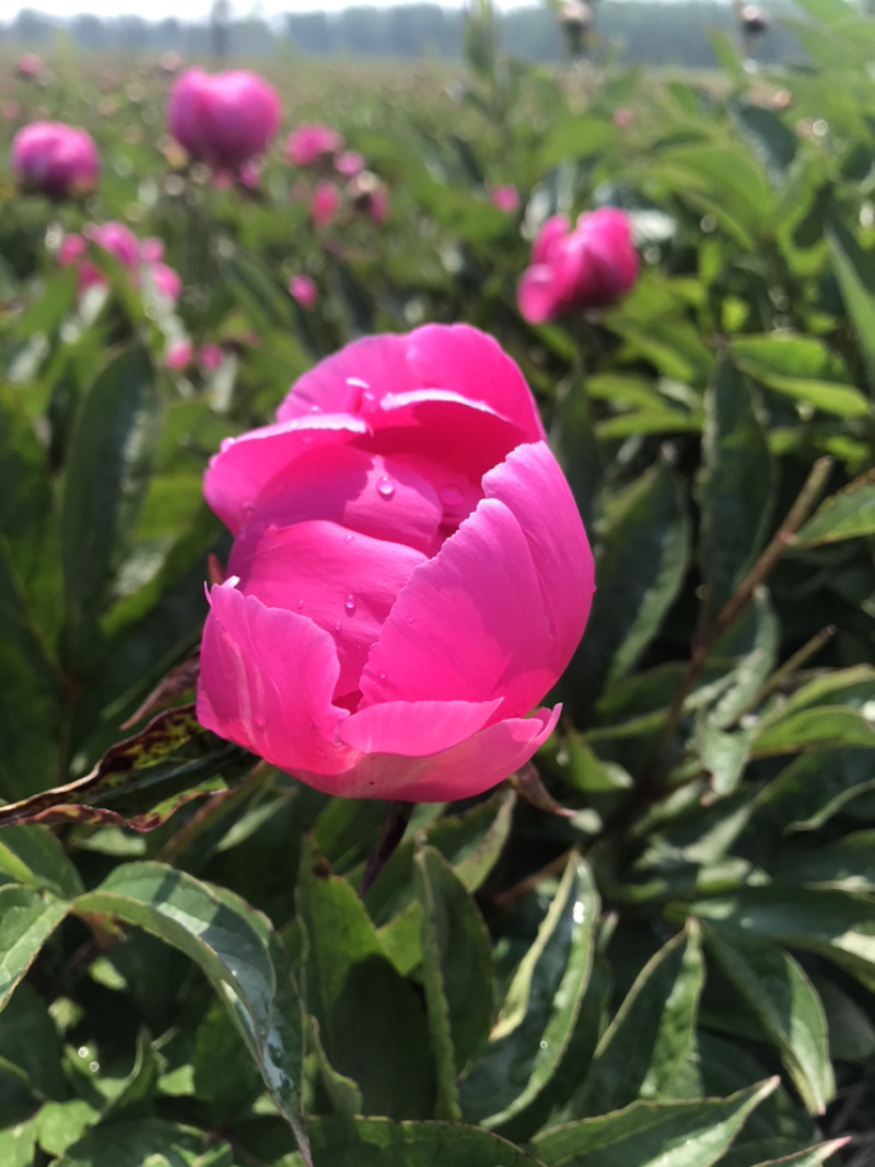 白芍花苞原课带花苞包客户上车亳州地产白勺