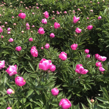 白芍花苞原课带花苞包客户上车亳州地产白勺