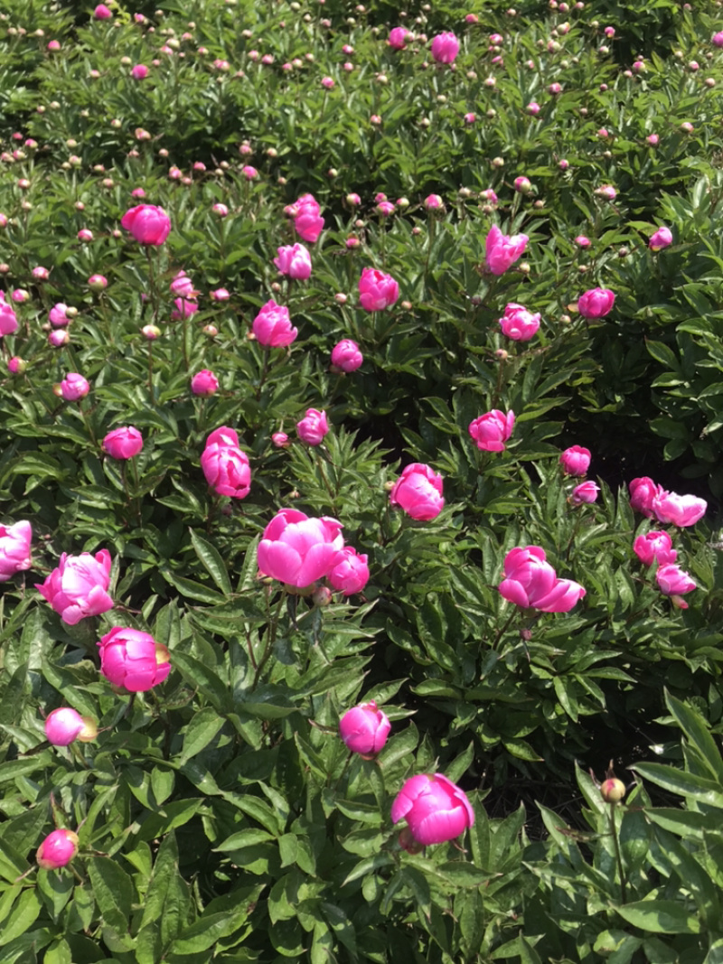 白芍花苞原课带花苞包客户上车亳州地产白勺