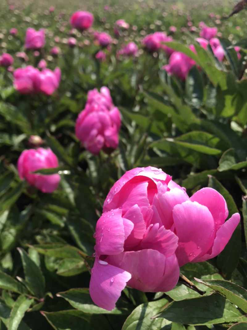白芍花苞原课带花苞包客户上车亳州地产白勺
