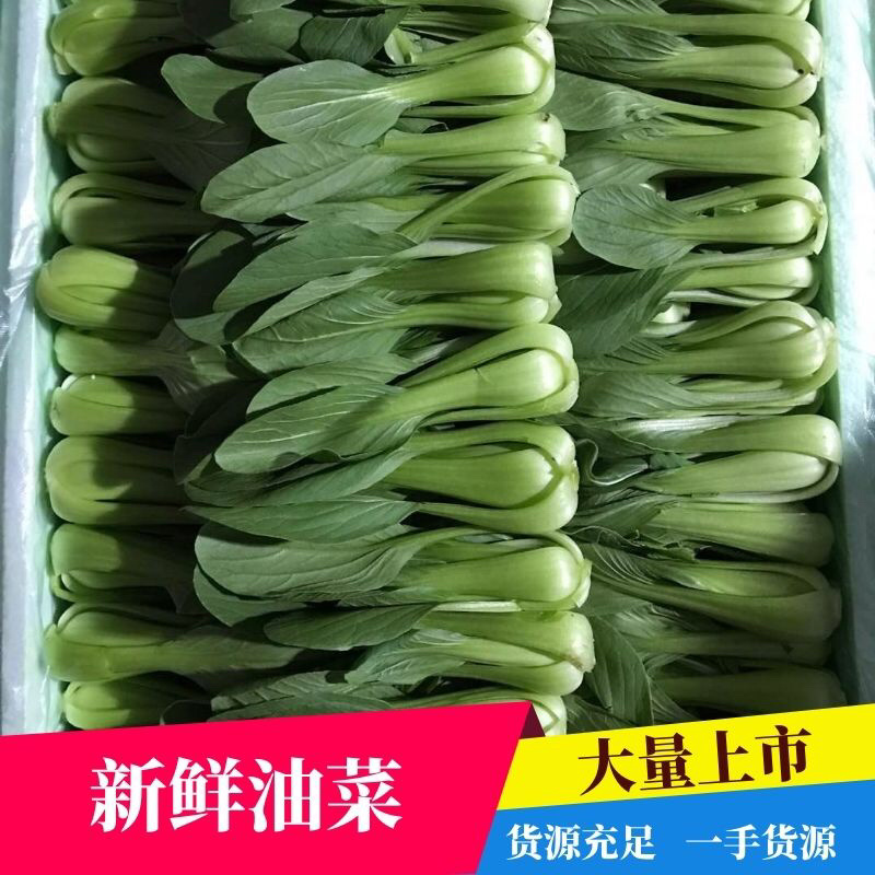 上海青油菜，山东菏泽曹县蔬菜基地常年供货代收代发