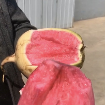 萝卜满堂红
