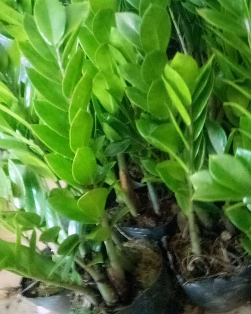 红色竹，带根观音竹金边竹水培植物