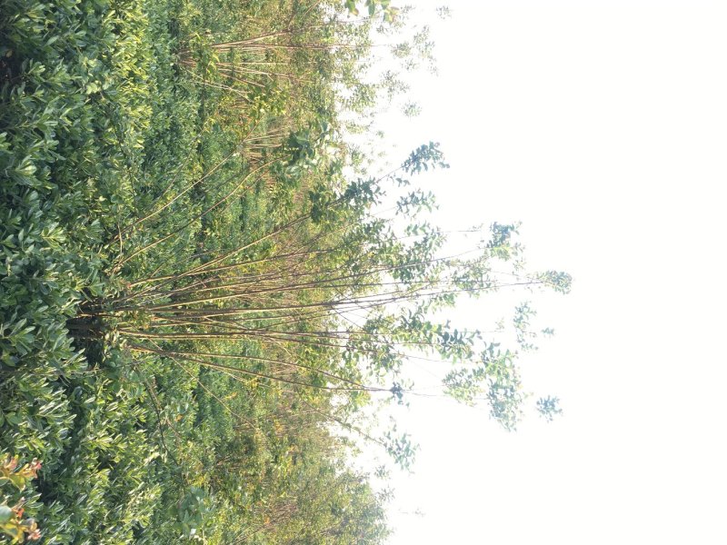 紫薇地开枝价格，紫薇地笼子3.5米高价格