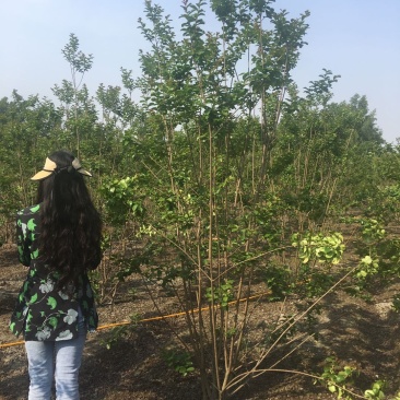 紫薇地开枝价格，紫薇地笼子3.5米高价格