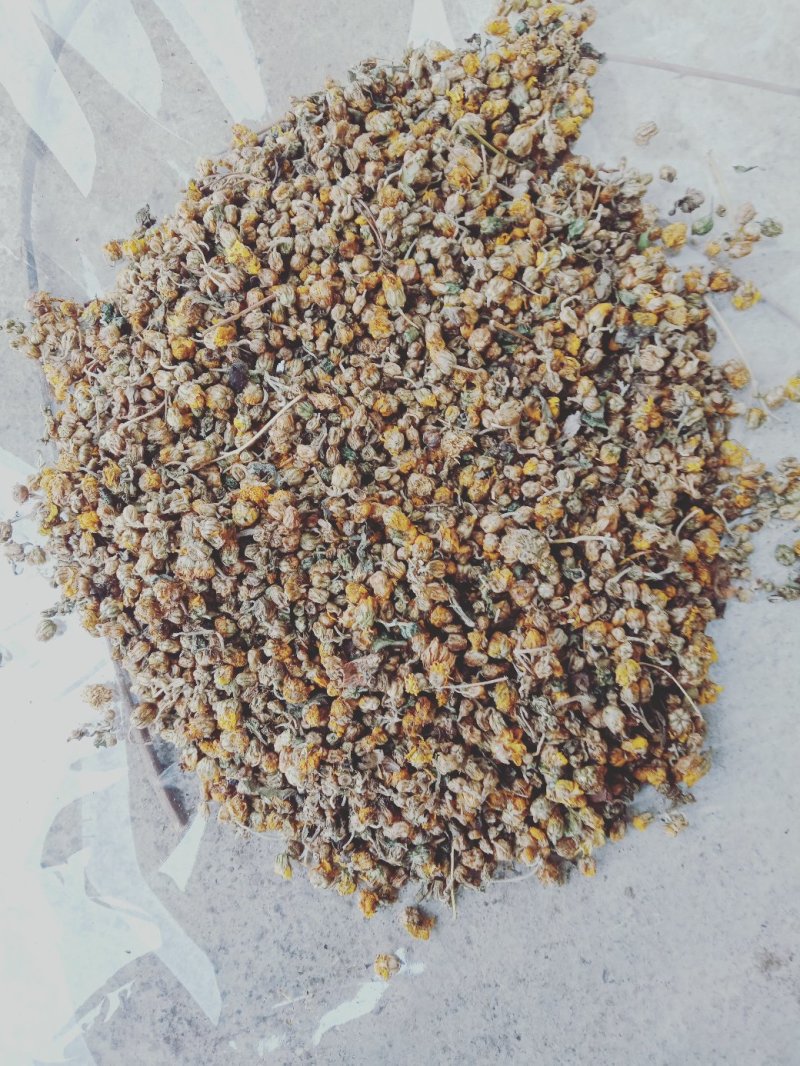 中前期小颗粒药用野菊花含量高河南信阳今年新货