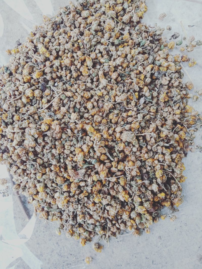 中前期小颗粒药用野菊花含量高河南信阳今年新货