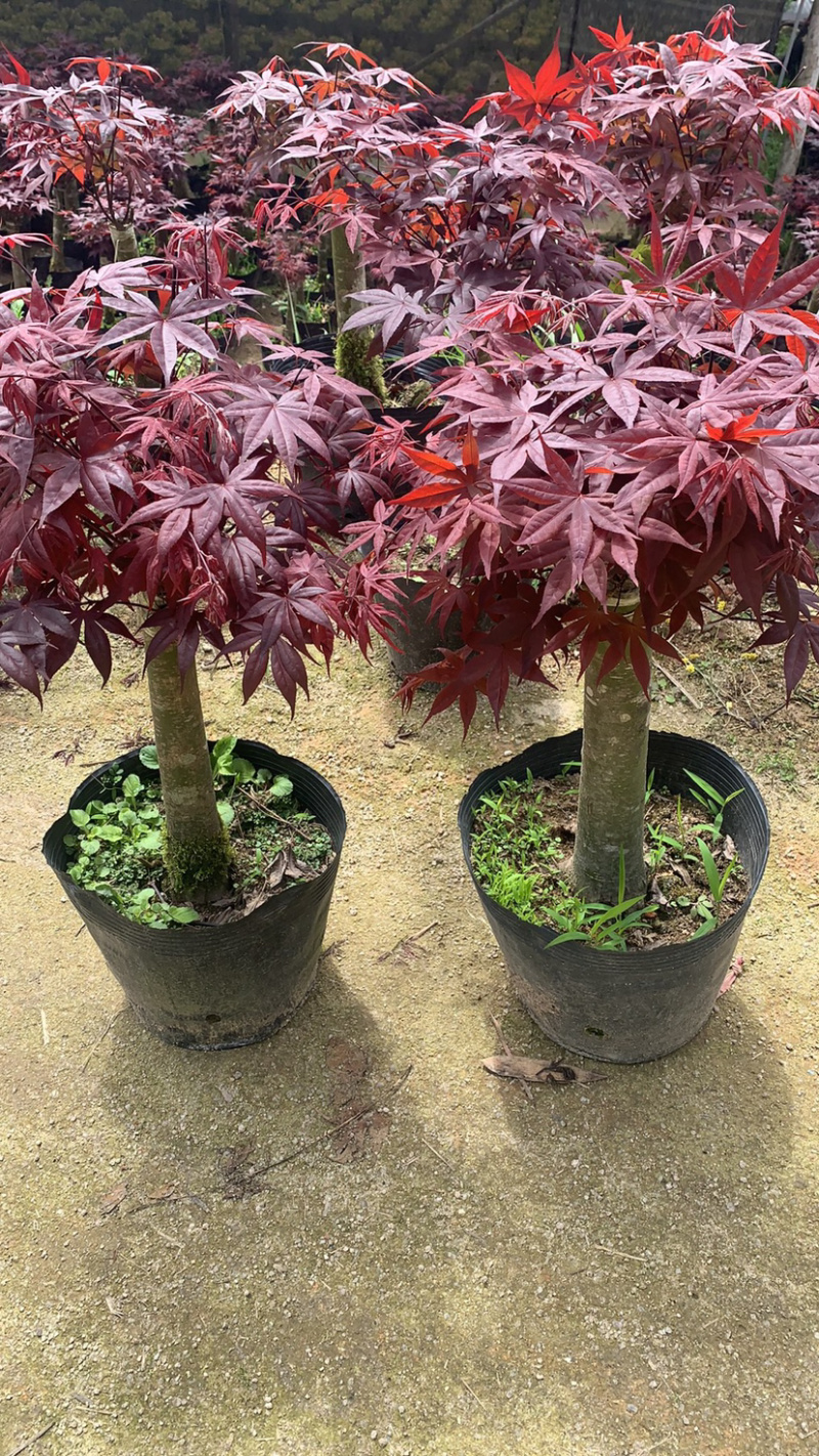 红枫，三季枫，绿化工程用苗