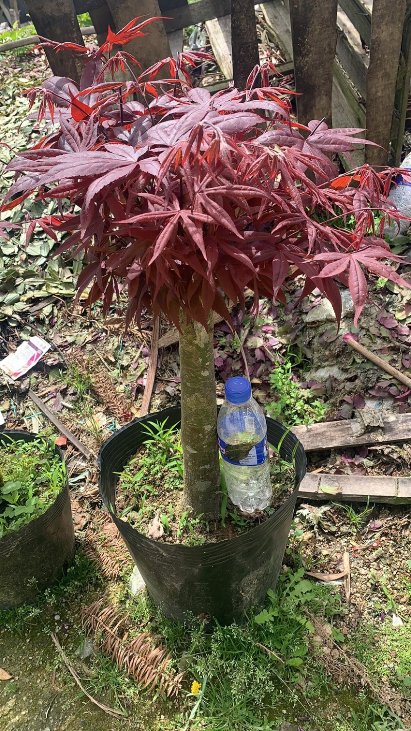 红枫，三季枫，绿化工程用苗