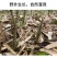 农户野生无硫晒干笋干