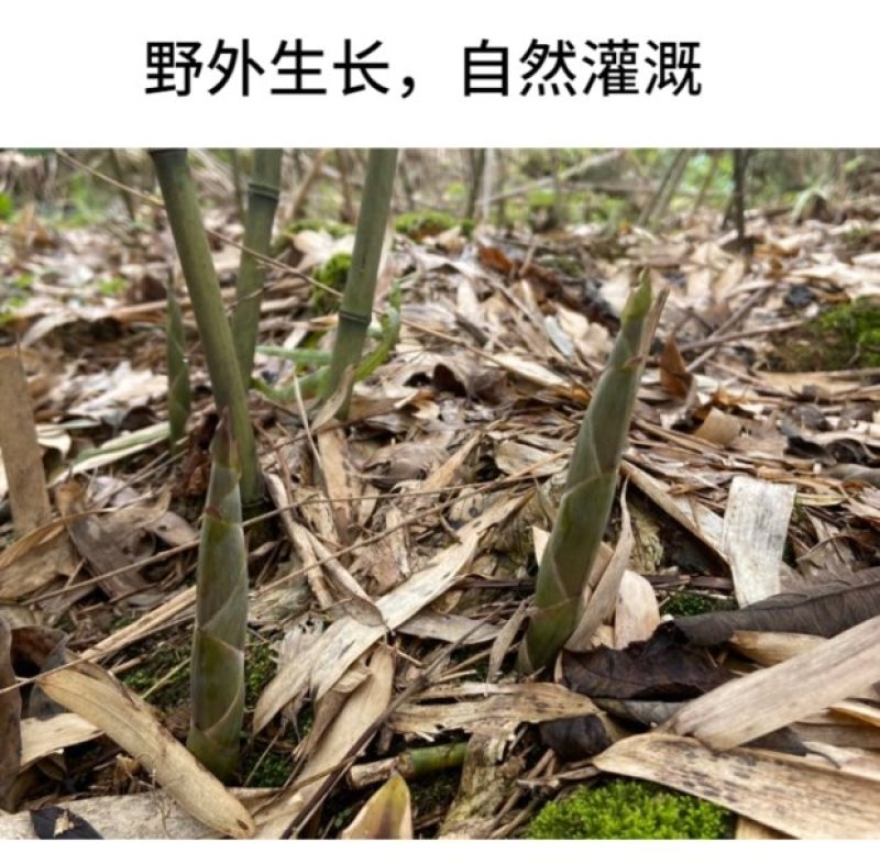 农户野生无硫晒干笋干