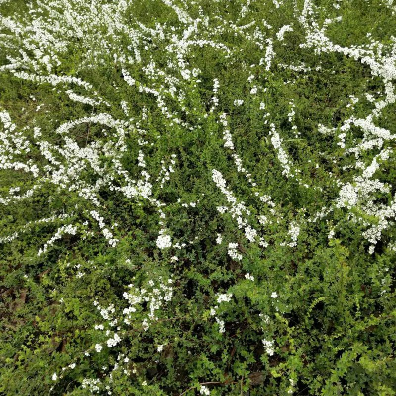 东北珍珠梅，花梅，喷雪花绿篱花墙