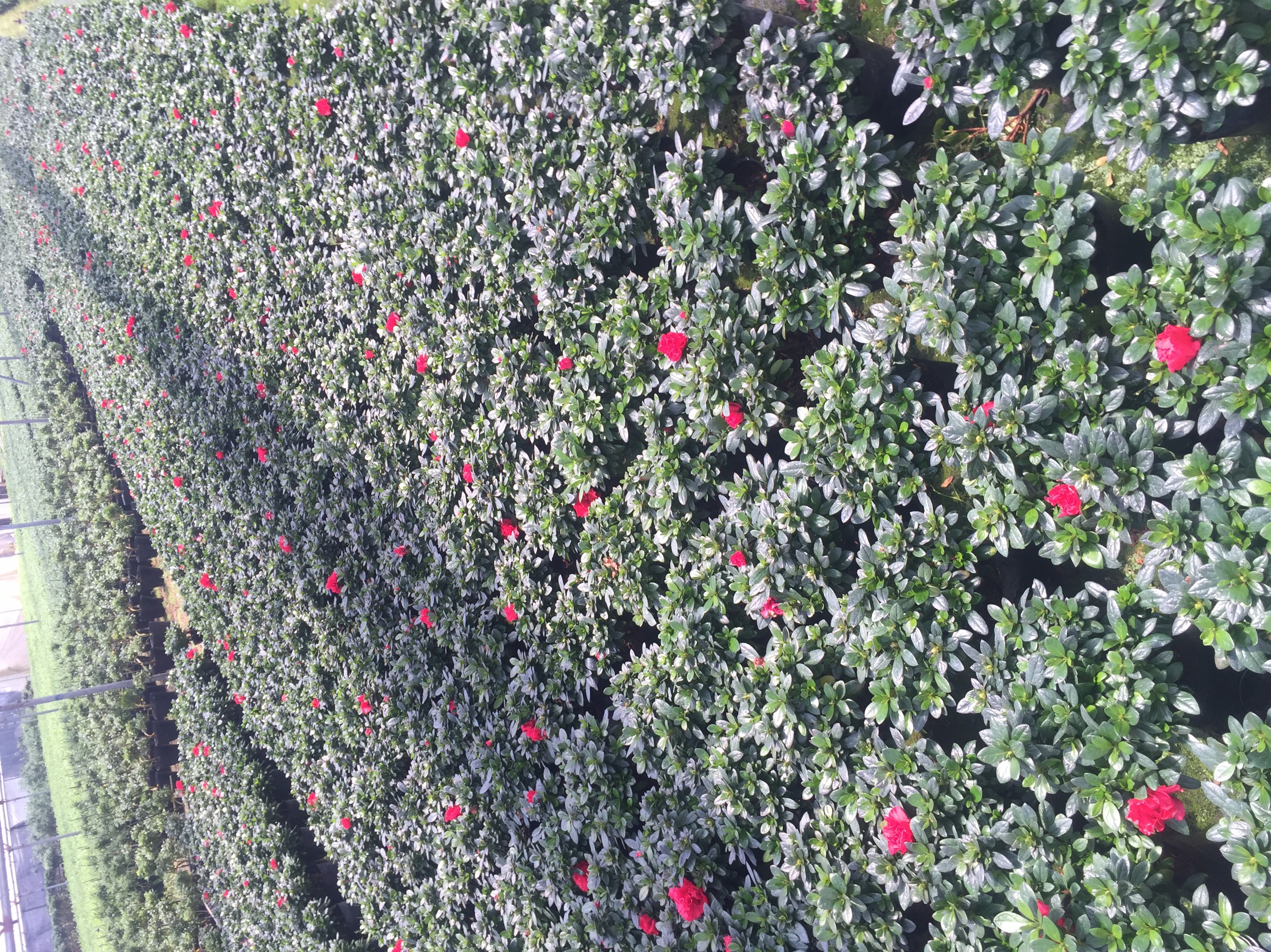 红双喜在云南昆明种植基地实景图,展示成片盛开的红色花朵与整齐的种植环境 红双喜在云南昆明种植基地的实景图