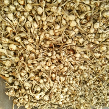 杭州白肉慈菇种子