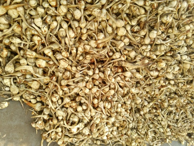 杭州白肉慈菇种子