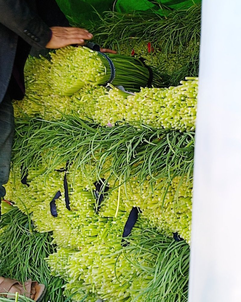 河南省漯河市临颍县蒜薹大量上市